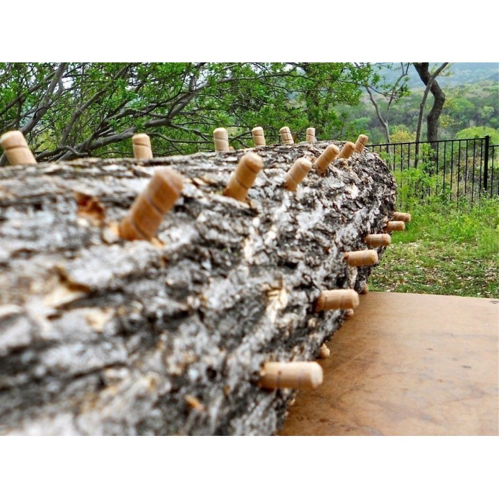 Lingzhi, Reishi Mushroom, Dowels, Mycelium, Spores, Seeds - 4.5
