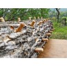 Svamp Av Odödlighet, Lackticka, Reishi Svamp, Mycel, Frön (Ganoderma lucidum) | 5,00 €