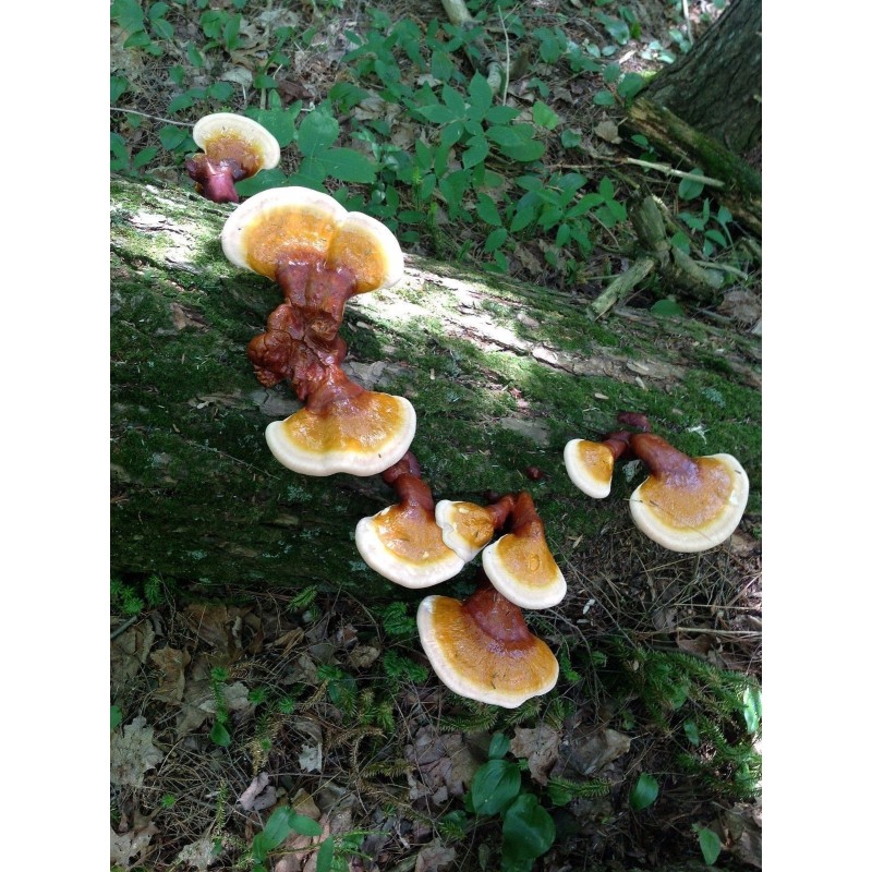 Reishi - Glänzende Lackporling - Myzel - Samen - Dübel  (Ganoderma lucidum)