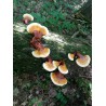 Svamp Av Odödlighet, Lackticka, Reishi Svamp, Mycel, Frön (Ganoderma lucidum) | 5,00 €