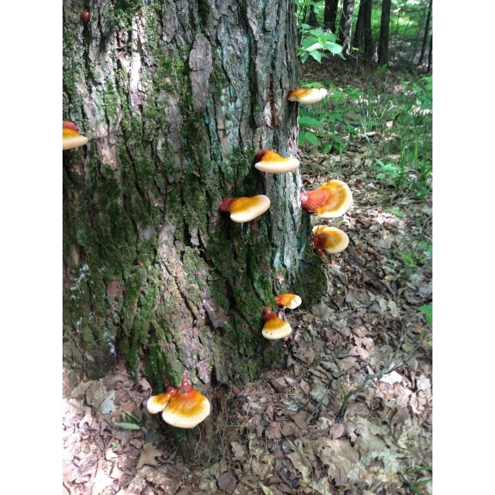 Lingzhi, Reishi Mushroom, Dowels, Mycelium, Spores, Seeds - 4.5