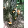 Hrastova Sjajnica Gljiva - Micelijum - Seme (Ganoderma lucidum)