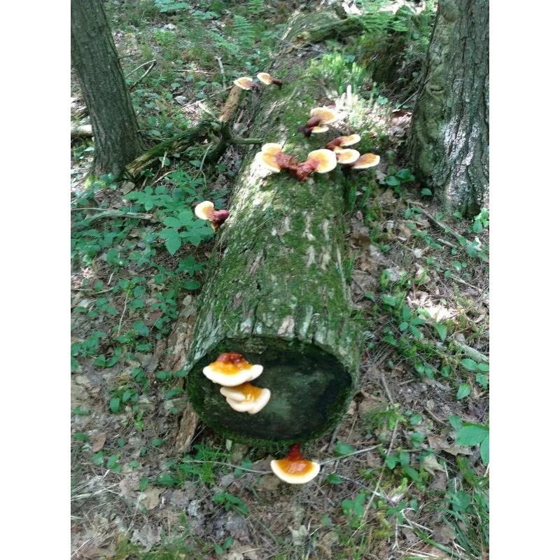 Semillas, Micelio de Seta de la inmortalidad “Pipa” (Ganoderma lucidum)