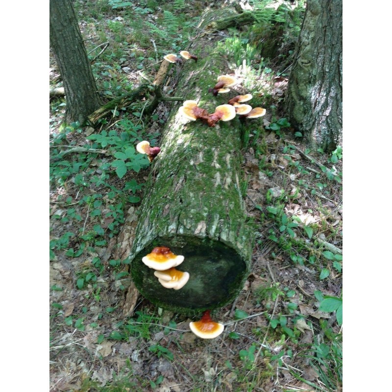 Svamp Av Odödlighet, Lackticka, Reishi Svamp, Mycel, Frön (Ganoderma lucidum) | 5,00 €