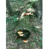 Semillas, Micelio de Seta de la inmortalidad “Pipa” (Ganoderma lucidum)