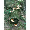 Svamp Av Odödlighet, Lackticka, Reishi Svamp, Mycel, Frön (Ganoderma lucidum) | 5,00 €