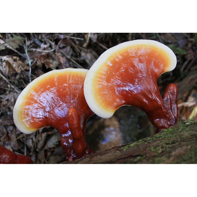 Svamp Av Odödlighet, Lackticka, Reishi Svamp, Mycel, Frön (Ganoderma lucidum) | 5,00 €