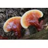 Semillas, Micelio de Seta de la inmortalidad “Pipa” (Ganoderma lucidum)