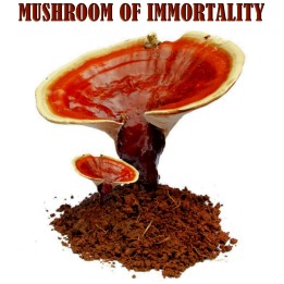 Hrastova Sjajnica Gljiva - Micelijum - Seme (Ganoderma lucidum) - 4.5