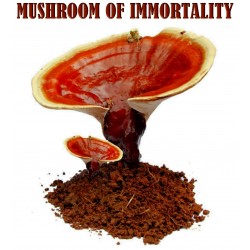 Semi - Micelio - Reishi - FUNGHI DI IMMORTALITÀ (Ganoderma lucidum)