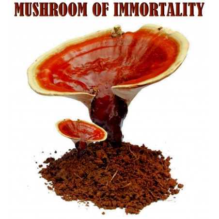 Svamp Av Odödlighet, Lackticka, Reishi Svamp, Mycel, Frön (Ganoderma lucidum) | 5,00 €