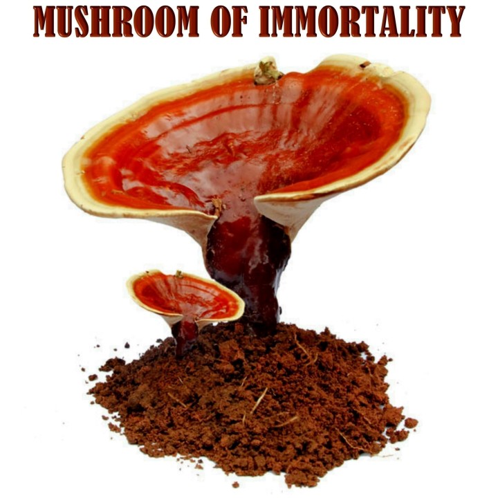 Lingzhi, Reishi Mushroom, Dowels, Mycelium, Spores, Seeds - 4.5