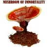 Semillas, Micelio de Seta de la inmortalidad “Pipa” (Ganoderma lucidum)
