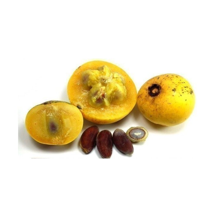 Seed Gold-Apple - Very fragrant Delicious unique Rare (Diospyros decandra) - 4.455