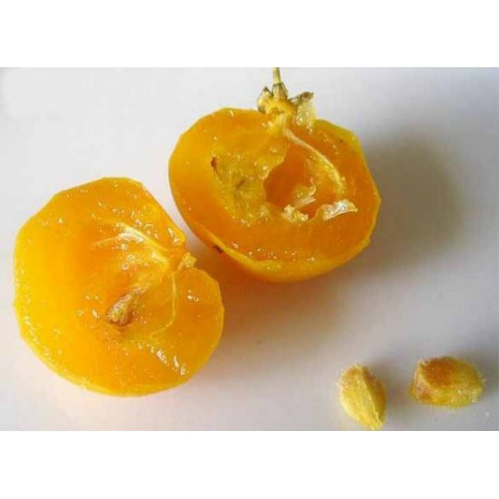 Seed Gold-Apple - Very fragrant Delicious unique Rare (Diospyros decandra) - 4.455