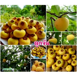 Seed Gold-Apple - Very fragrant Delicious unique Rare (Diospyros decandra)