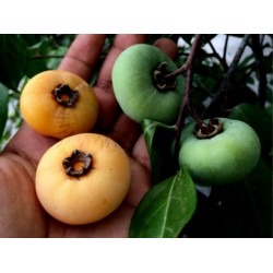 Σπόροι Χρυσό μήλο - πολύ αρωματικό Delicious μοναδικό Σπάνιο (Diospyros decandra)