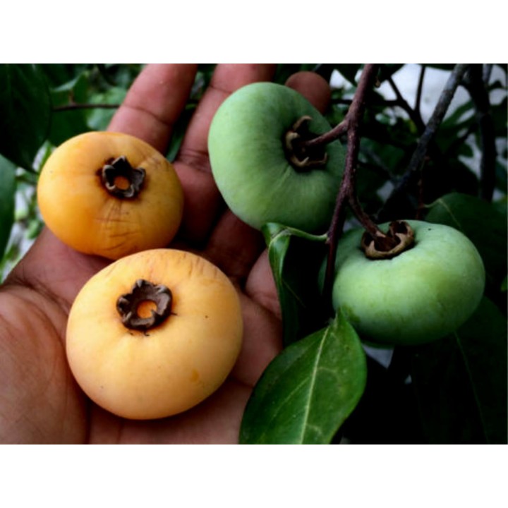 Seed Gold-Apple - Very fragrant Delicious unique Rare (Diospyros decandra) - 4.455