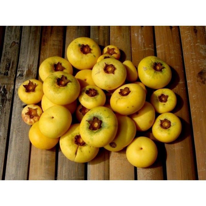 Seed Gold-Apple - Very fragrant Delicious unique Rare (Diospyros decandra) - 4.455
