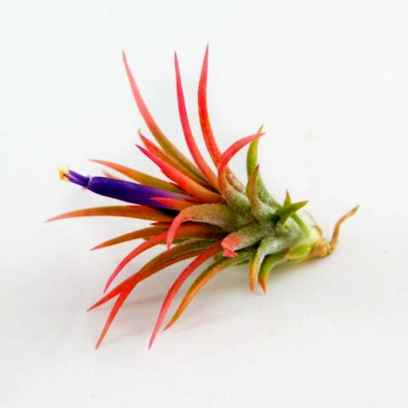 Sementes de PLANTA DE AR (Tillandsia Ionantha)