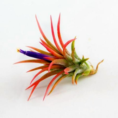 Sementes de PLANTA DE AR (Tillandsia Ionantha)