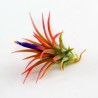 Luftpflanze - Tillandsia Ionantha Samen