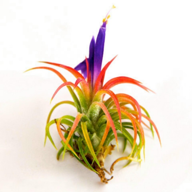Sementes de PLANTA DE AR (Tillandsia Ionantha)