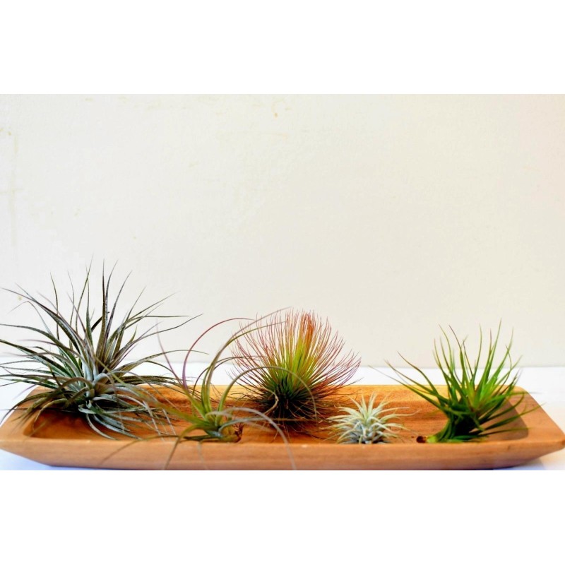 Sementes de PLANTA DE AR (Tillandsia Ionantha)