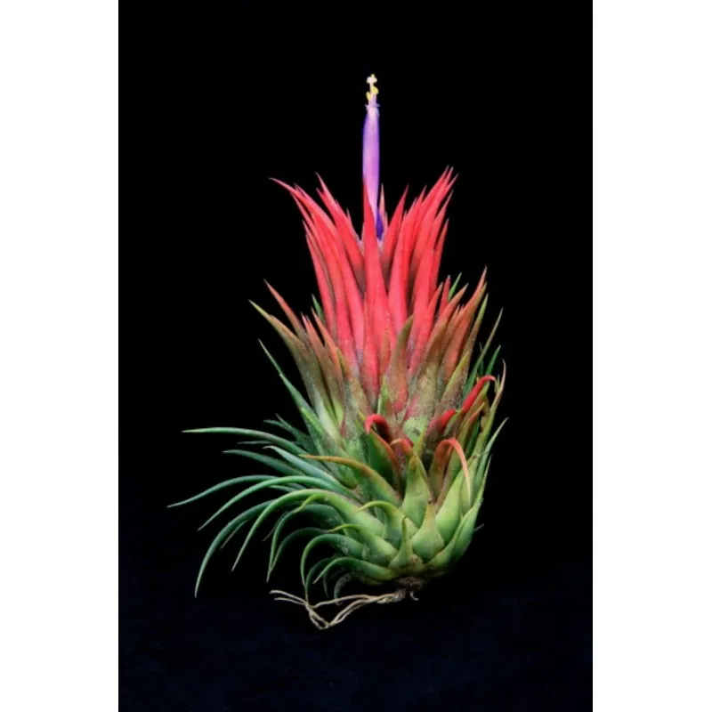 Graines de AIR PLANTE (Tillandsia Ionantha)