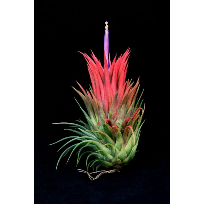 Luftpflanze - Tillandsia Ionantha Samen