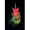 Graines de AIR PLANTE (Tillandsia Ionantha)