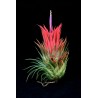 Sementes de PLANTA DE AR (Tillandsia Ionantha)