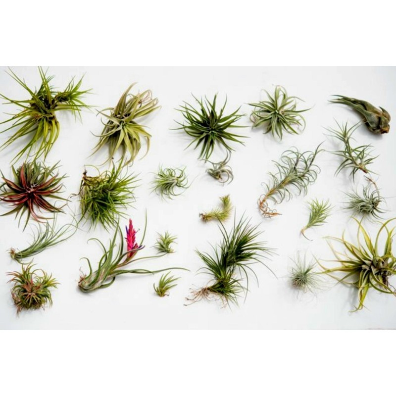 Sementes de PLANTA DE AR (Tillandsia Ionantha)