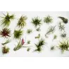Graines de AIR PLANTE (Tillandsia Ionantha)