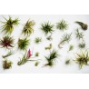 Sementes de PLANTA DE AR (Tillandsia Ionantha)