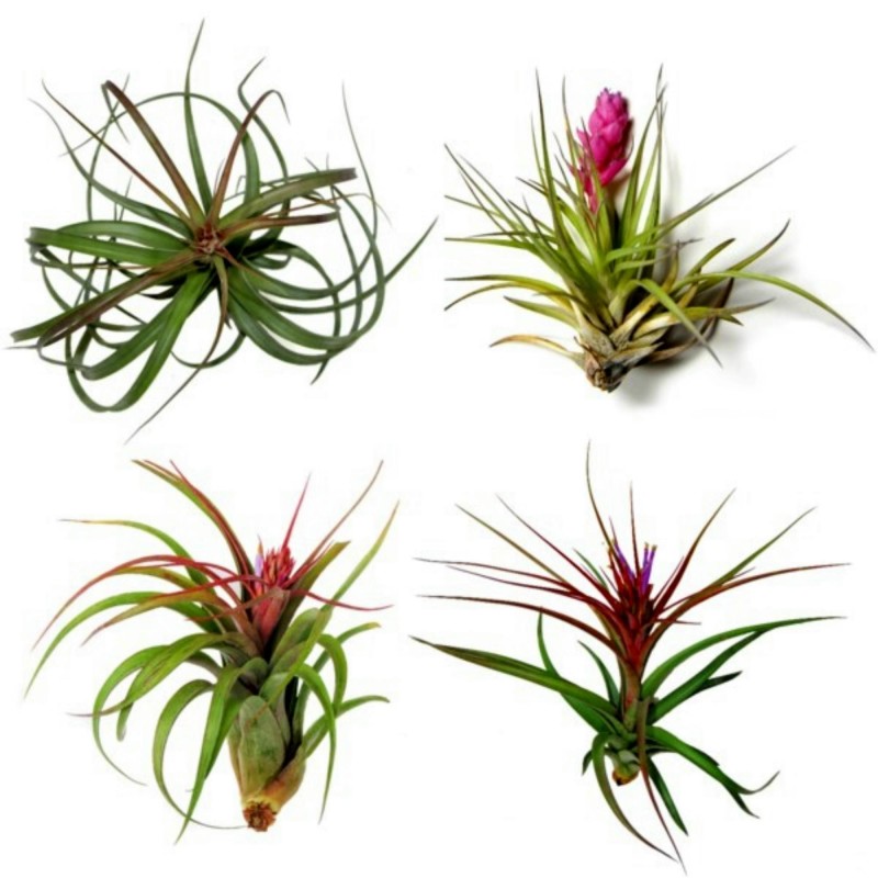 Sementes de PLANTA DE AR (Tillandsia Ionantha)