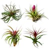 Sementes de PLANTA DE AR (Tillandsia Ionantha)