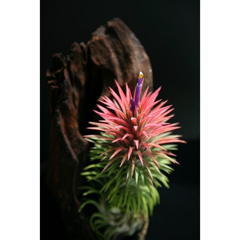 Sementes de PLANTA DE AR (Tillandsia Ionantha)
