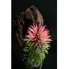 Graines de AIR PLANTE (Tillandsia Ionantha)