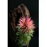 Sementes de PLANTA DE AR (Tillandsia Ionantha)