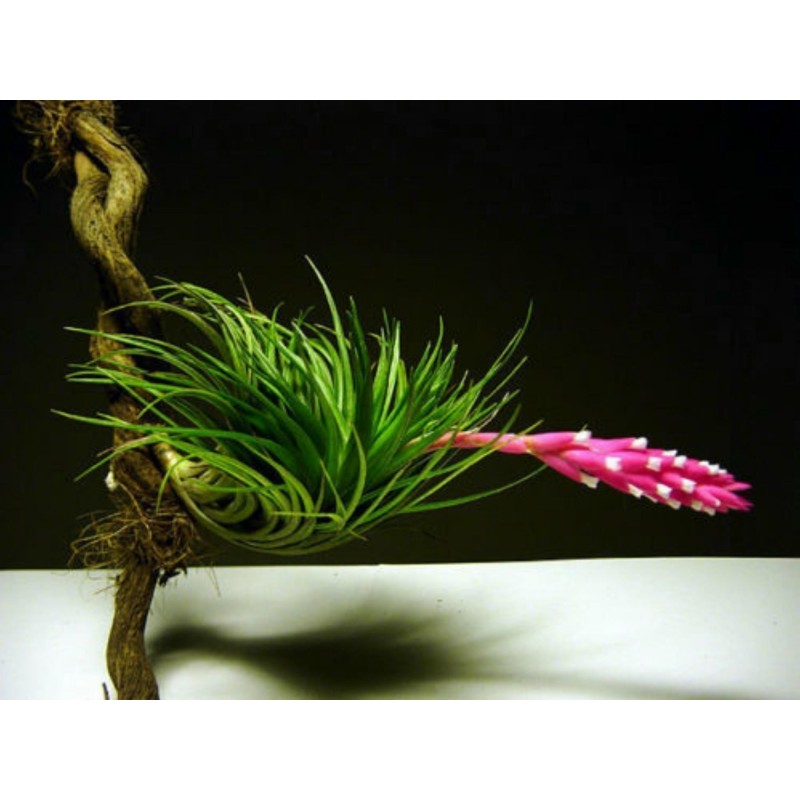 Sementes de PLANTA DE AR (Tillandsia Ionantha)