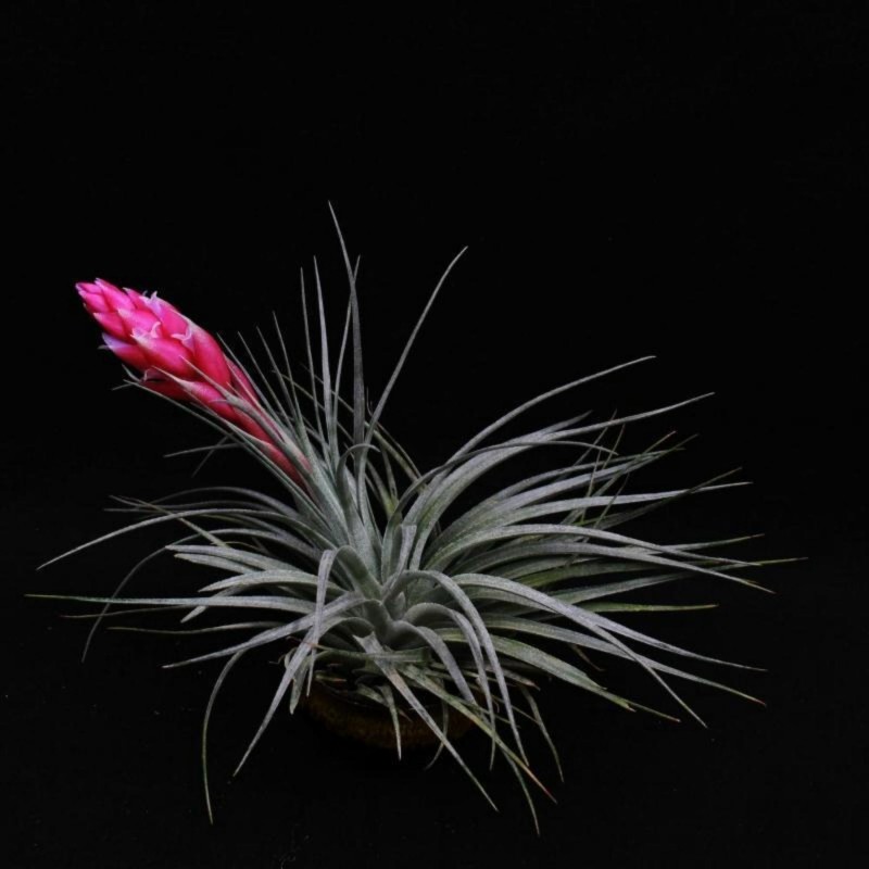 Sementes de PLANTA DE AR (Tillandsia Ionantha)