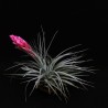 Sementes de PLANTA DE AR (Tillandsia Ionantha)
