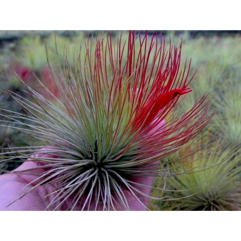 Sementes de PLANTA DE AR (Tillandsia Ionantha)