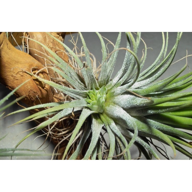 Sementes de PLANTA DE AR (Tillandsia Ionantha)