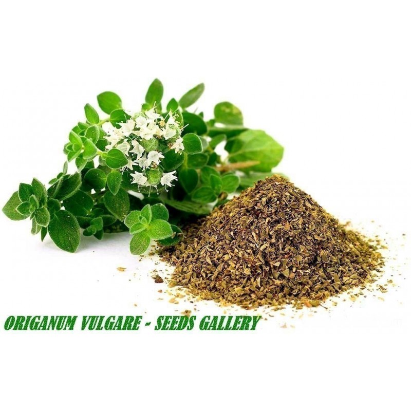 Price: €2.5 - Griechischer Oregano Samen (Origanum vulgare) - 