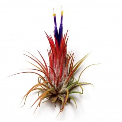 Price: €2.95 - Luftpflanze - Tillandsia Ionantha Samen - 