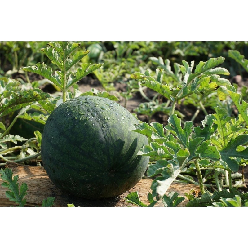 Price: €10 - 100 Graines Pastèque jaune JANOSIK - Seeds Gallery