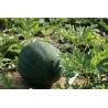 Price: €10 - 100 Graines Pastèque jaune JANOSIK - Seeds Gallery