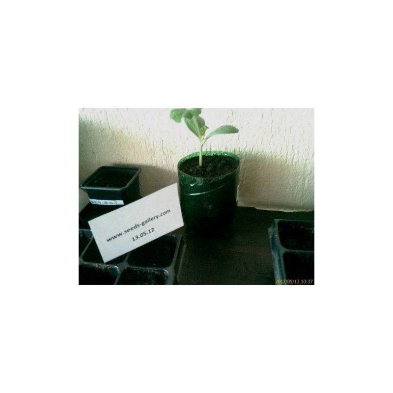Price: €10 - 100 Sementes Melancia Amarela Lua e Estrelas - Seeds Gallery